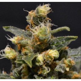 AK - CBD Seeds