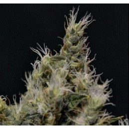 Vanilla Haze - CBD Seeds