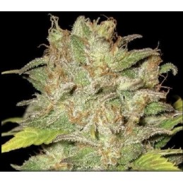 Widow - CBD Seeds