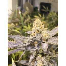 Orange Big Bud - CBD Seeds