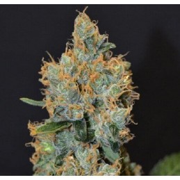 Lavender - CBD Seeds