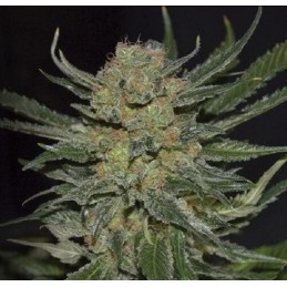 Domina - CBD Seeds