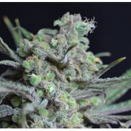 Critical - CBD Seeds