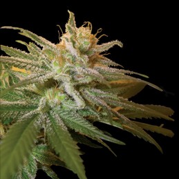 Kushberry - DNA Genetics