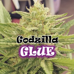 Godzilla Glue - Dr Underground