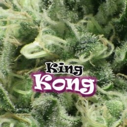 King Kong - Dr Underground