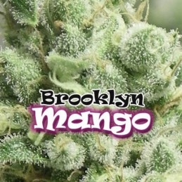 Brooklyn Mango - Dr...