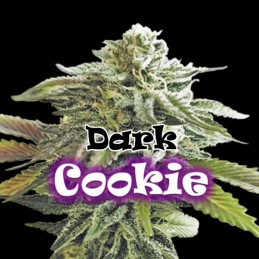 Dark Cookie - Dr Underground