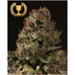 Strawberry Sour Diesel -...