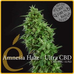 Amnesia Haze Ultra CBD -...