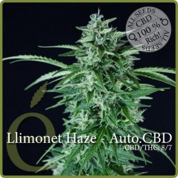 Limonet Haze Auto CBD -...