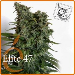 Elite 47 - Elite Seeds