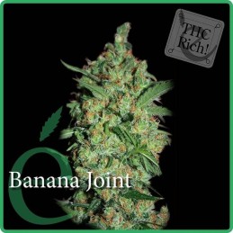 Banana Joint - Elite Seeds