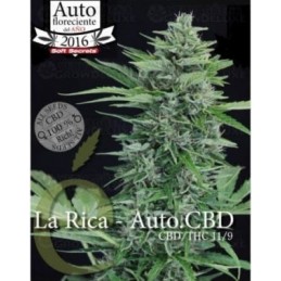 La Rica Auto CBD - Elite Seeds