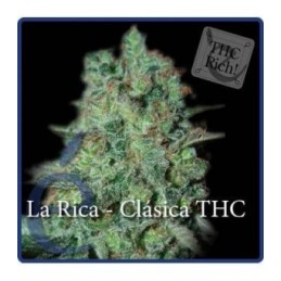 Llimonet Haze Clásica THC -...