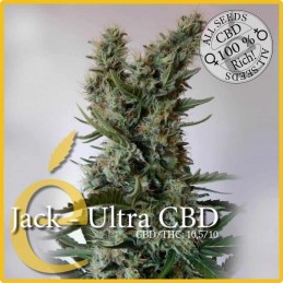 Jack Ultra CBD - Elite Seeds