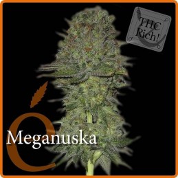 Meganuska - Elite Seeds