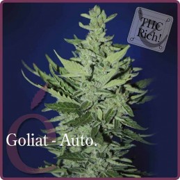 Goliat Auto - Elite Seeds