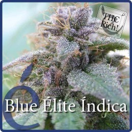 Blue Elite Indica - Elite...