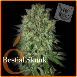 Bestial Skunk - Elite Seeds