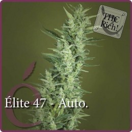 Elite 47 Auto - Elite Seeds