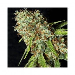 Jamaican Dream CBD - Eva Seeds