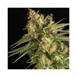 Lemon King - Eva Seeds