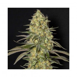 Black Dream - Eva Seeds