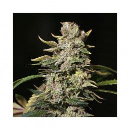 TNT Kush - Eva Seeds