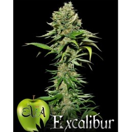 Excalibur - Eva Seeds