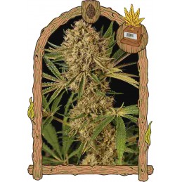 Herz OG - Exotic Seeds