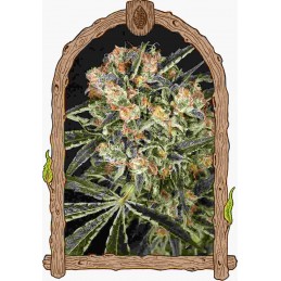 Hippie Therapy CBD - Exotic...