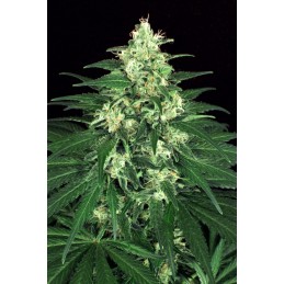 Lemon Candy - Exotic Seeds