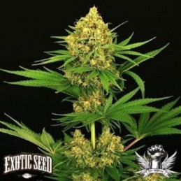 Tangarine Kush - Exotic Seeds