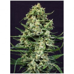 Sir Jack Auto - Exotic Seeds