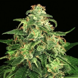 Mango Cream - Exotic Seeds