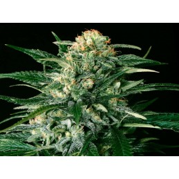 Gipsy Widow - Exotic Seeds