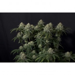 Gorilla Cookies Fast -...