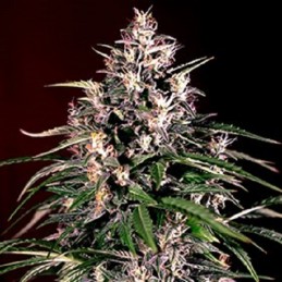 Auto Dosi - G13 Labs