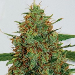 C99 - G13 Labs