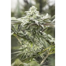 Lemon Citron - Humboldt Seeds