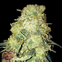 Gold Mine - Heavyweight Seeds