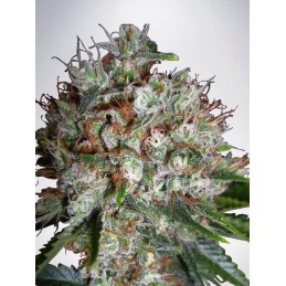 Big Bud XXL - Ministry of...