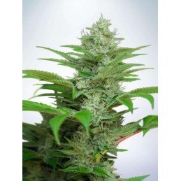 Auto CBD Star - Ministry of...