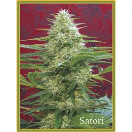 Satori Regular - Mandala Seeds