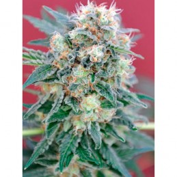 Ganesh Regular - Mandala Seeds