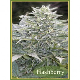 Hashberry Regular - Mandala...