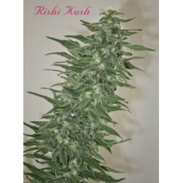 Rishi Kush Regular -...