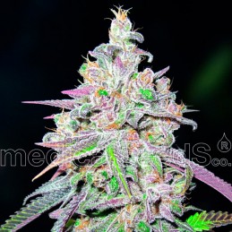 Mendocino Chanel Kush -...