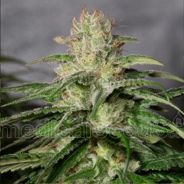 OG Kush CBD - Medical Seeds